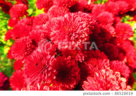 紅菊花風景 86528019