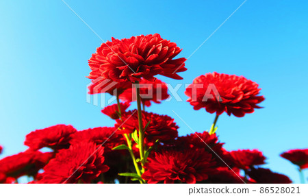 紅菊花風景 紅菊花風景 86528021