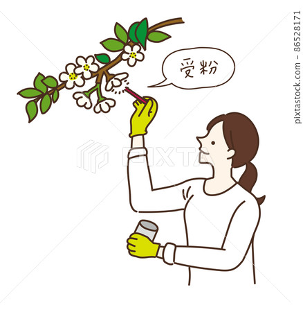 農業女孩農業工作授粉工作授粉工作插圖 86528171