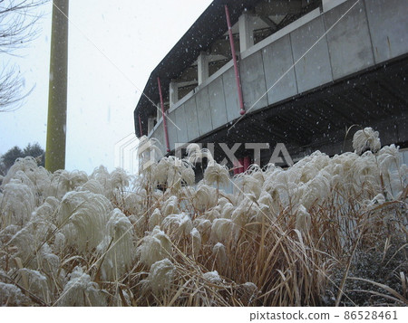 等力體育場薄雪 等力體育場薄雪 86528461