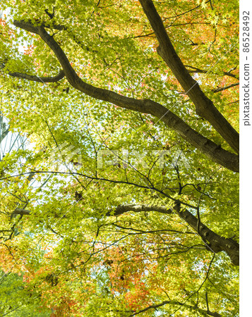 日本兵庫縣姬路姬路公園/姬路姬路公園的秋葉 86528492