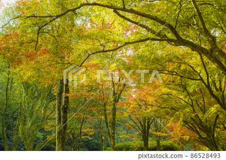 日本兵庫縣姬路姬路公園/姬路姬路公園的秋葉 86528493