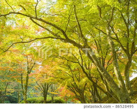 Autumn leaves in Himeji Himeji Park, Hyogo Prefecture / Himeyama Park, Himeji, Japan 86528495