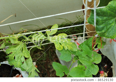 Leaves of the ivy family that are downy mildew. Leaves of the ivy family that are downy mildew. 86529130