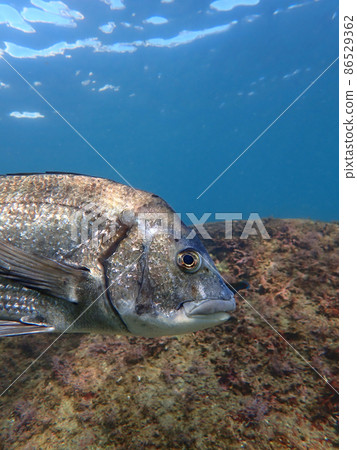 Black sea bream Jiro! Black sea bream Jiro! 86529362