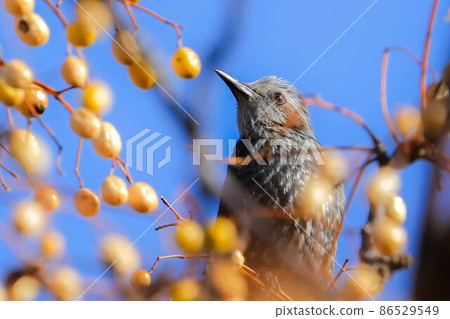 Bulbul Bulbul 86529549