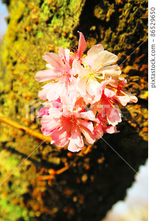 十月櫻花的風景(十月櫻) 十月櫻花的風景(十月櫻) 86529650