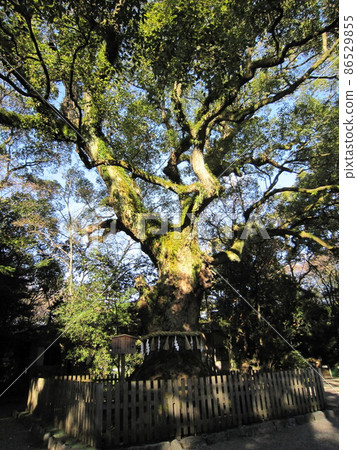 Atsuta Jingu Okusu bathed in the light of the first sunrise 86529855