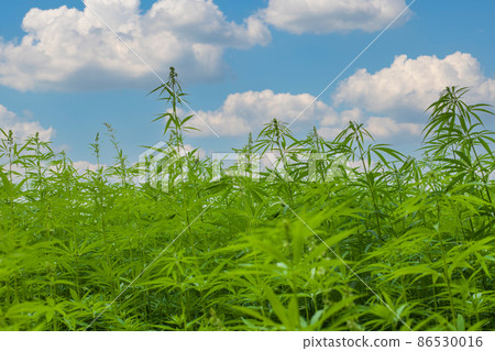 Cultivated industrial hemp farm field. Geen cannabis plants. 86530016