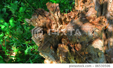 Landscape with rotten trees Landscape with rotten trees 86530506