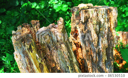 Landscape with rotten trees 86530510