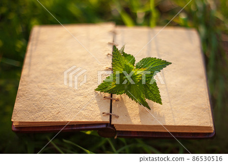 Nettle leaves and copy space, alternativ medicine concept. 86530516