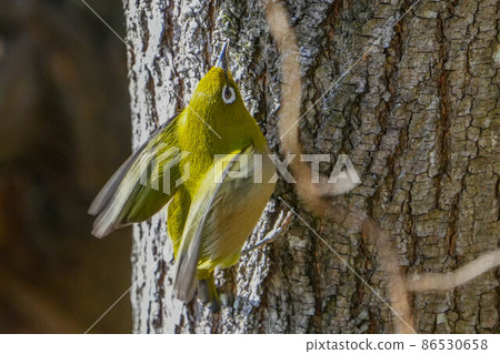 White-eye 86530658