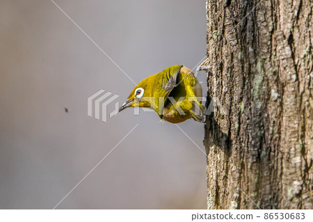 White-eye White-eye 86530683
