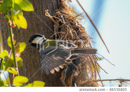 Great tit Great tit 86530805