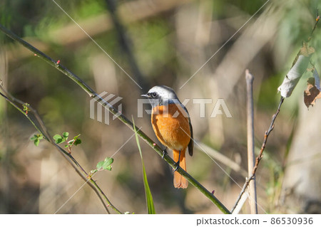 Kotobuki Kotobuki 86530936