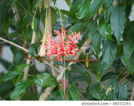 Hibiscus Hibiscus 86531261