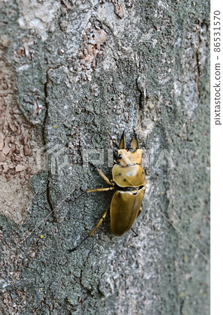 Ogon Oni Quaggata 86531570