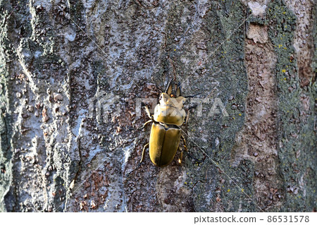 Ogon Oni Quaggata Ogon Oni Quaggata 86531578