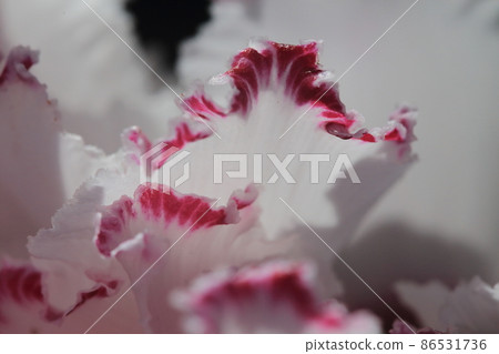 Soft and supple cyclamen flowers 86531736
