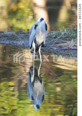 Gray heron Gray heron 86531826