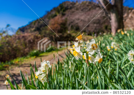 (Shizuoka Prefecture) Narcissus blooms, Satta Pass promenade 86532120