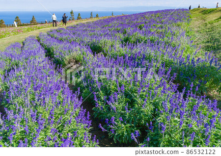 拍攝於淡路島的藍色丹參田，10 月 86532122