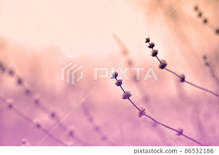 wild grass at winter twilight 86532186