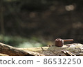 讓我們在營地喝咖啡 86532250