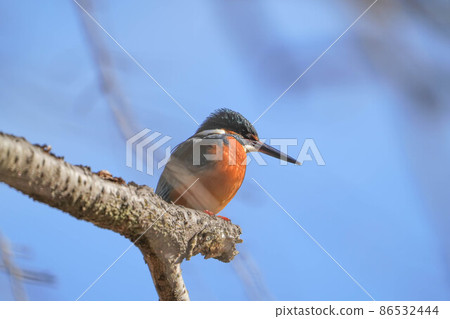 Kingfisher Kingfisher 86532444