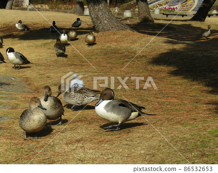Winter migratory birds that came to the pond in Inage Beach Park Winter migratory birds that came to the pond in Inage Beach Park 86532653