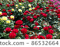 rose	 86532664