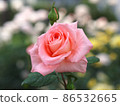 rose	 86532665
