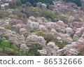 Cherry Blossoms	 86532666
