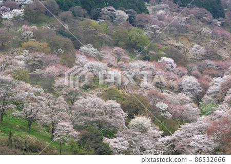 Cherry Blossoms Cherry Blossoms 86532666