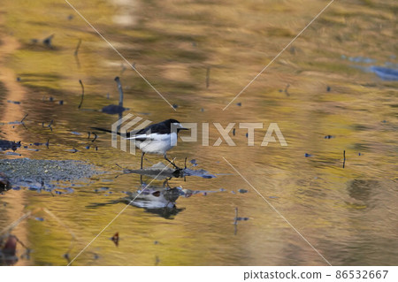Black-backed wagtail Black-backed wagtail 86532667