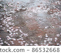 Cherry Blossoms	 86532668