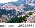Cherry Blossoms	 86532669