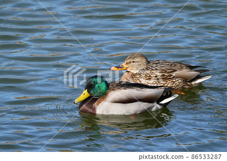 Mallard Mallard 86533287