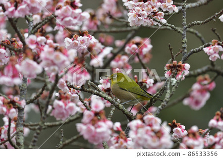 熱海櫻桃樹和mezzo 86533356