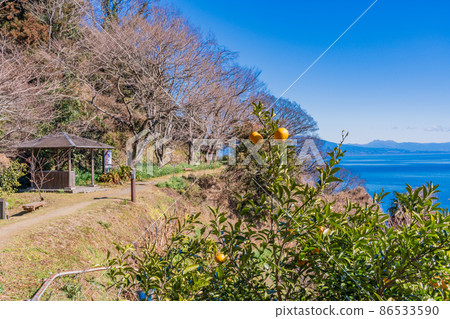 （靜岡縣）夏天的橘子樹茂密的薩塔峠人行道 86533590