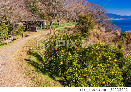 （靜岡縣）水仙盛開，薩塔Pass口長廊 86533592