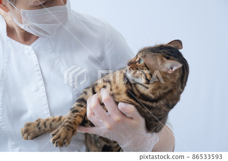 The cat looks at the veterinarian with hatred. The doctor holds the cat in his arms. Visit to the veterinary clinic. The concept of cats' fear of doctors. castration 86533593