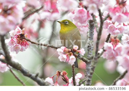 熱海櫻桃樹和mezzo 86533596