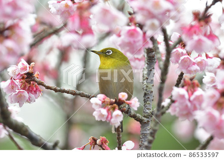 熱海櫻桃樹和mezzo 86533597