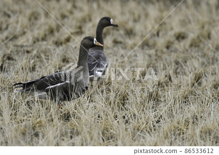 冬天可以在水邊成群看到的候鳥,天然紀念物,大白額鵝 冬天可以在水邊成群看到的候鳥,天然紀念物,大白額鵝 86533612
