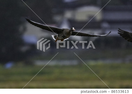 A migratory bird that can be seen at the waterside in a flock in winter, a natural monument, the Greater White-fronted Goose A migratory bird that can be seen at the waterside in a flock in winter, a natural monument, the Greater White-fronted Goose 86533613