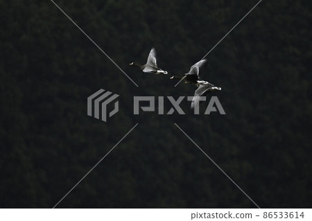 A migratory bird that can be seen at the waterside in a flock in winter, a natural monument, the Greater White-fronted Goose A migratory bird that can be seen at the waterside in a flock in winter, a natural monument, the Greater White-fronted Goose 86533614
