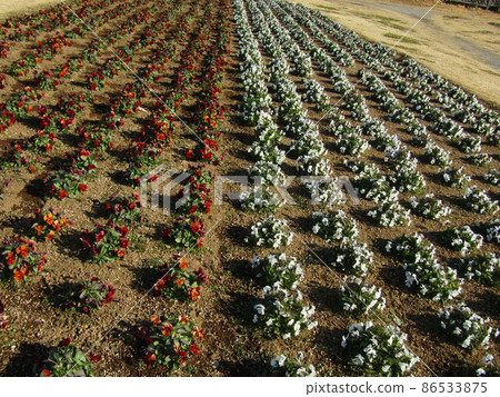 可愛的紅白花是中提琴花 可愛的紅白花是中提琴花 86533875