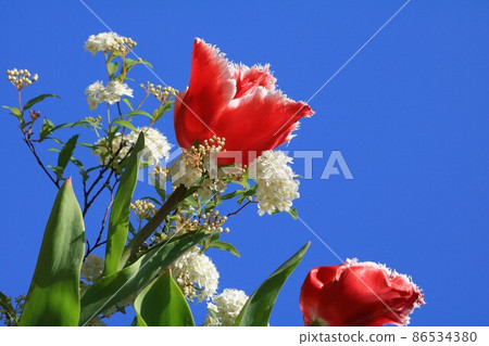 Red tulips and white Kodemari flowers that shine in the clear blue sky 86534380